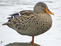 Yellow-billed Duck x Mallard hybrid